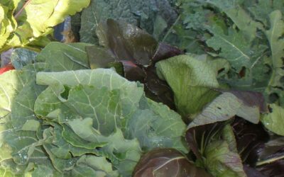 Freeze Those Plentiful Winter Greens!