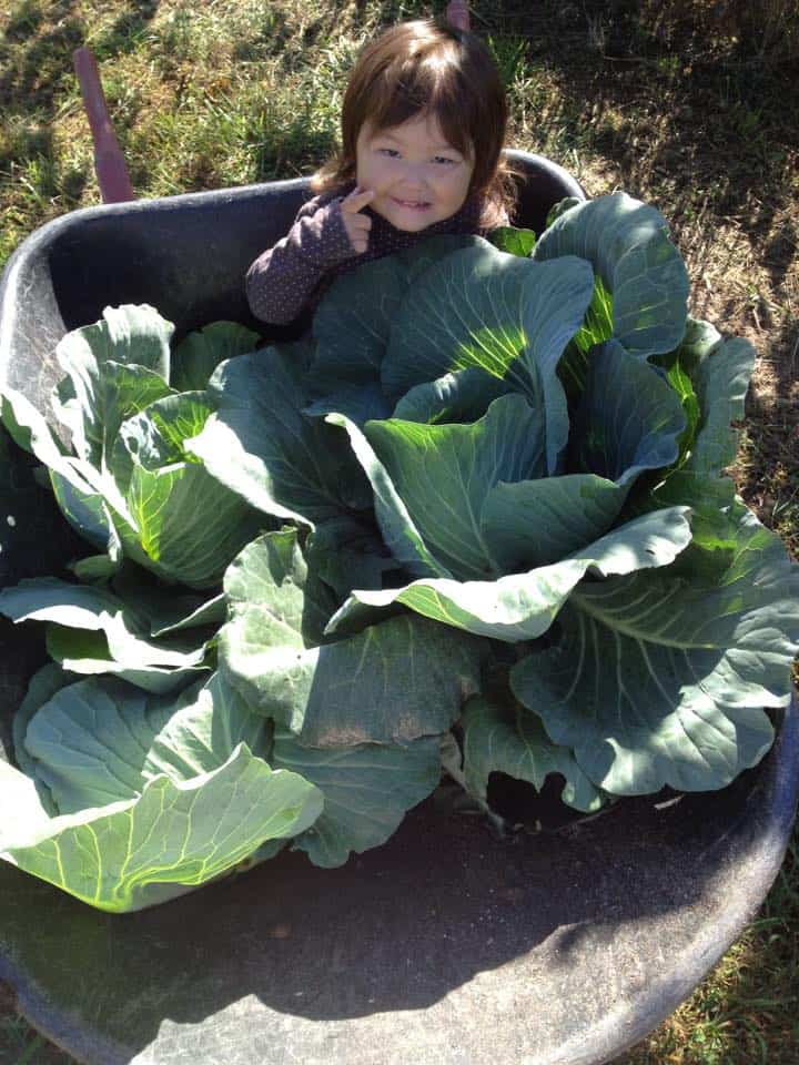 The Purple Canopy Covers A Cornucopia