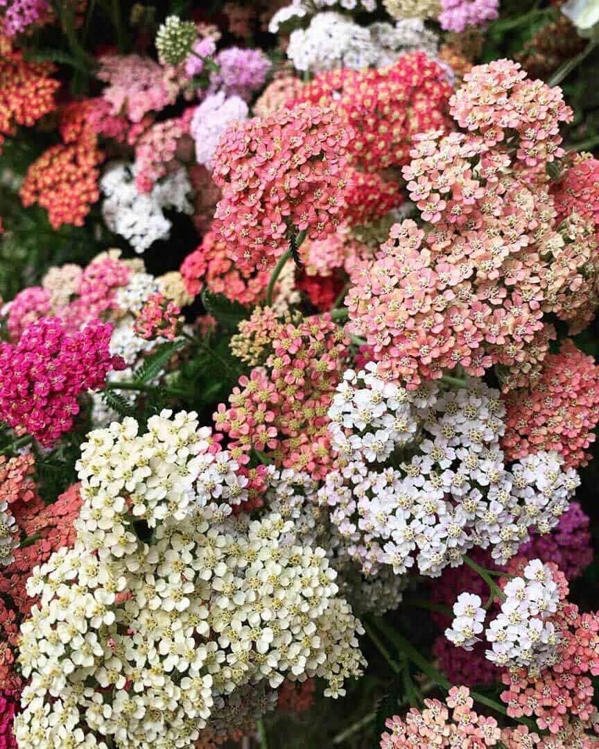 Pink and white flower bouquets