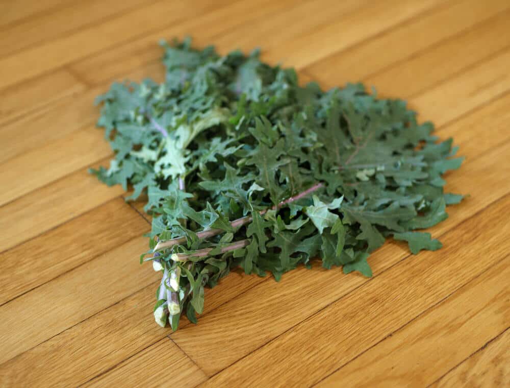 Red Russian kale in a bunch