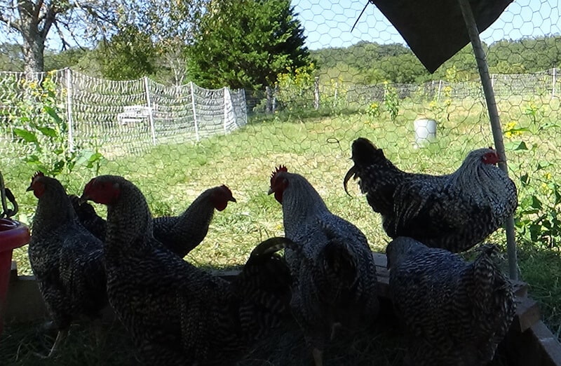 Ada's Heritage Farm Chickens