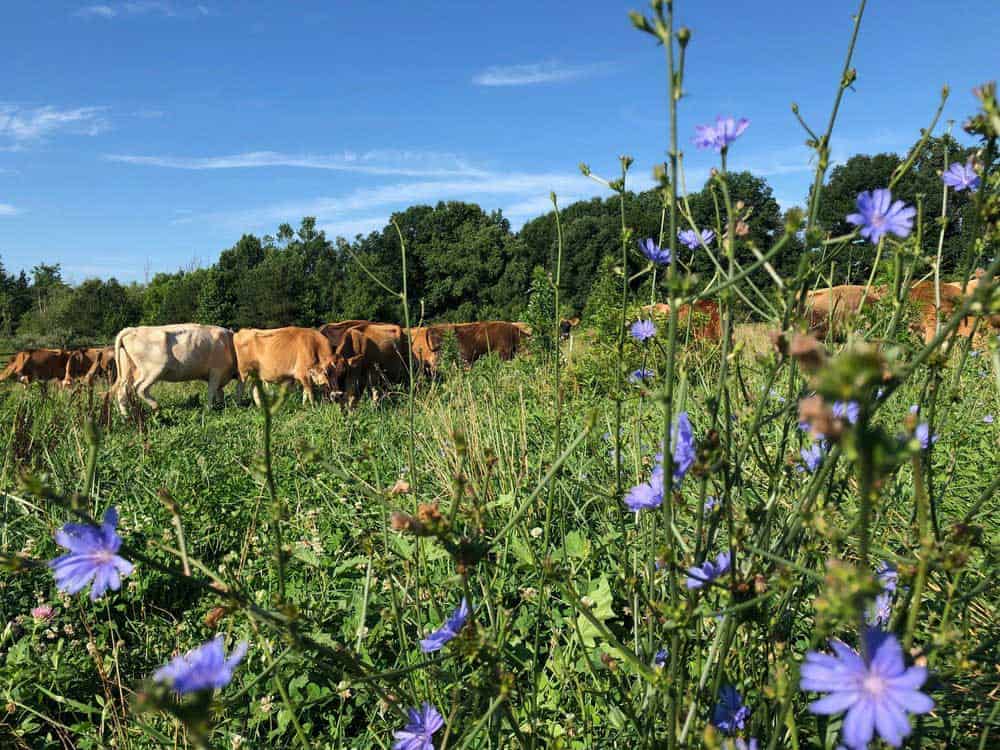 Orchard House Creamery cows' diet is primarily grass.