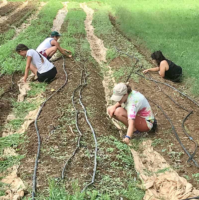 crabtree-farms-planting-carrots Belle Chocolates Smiling Baker