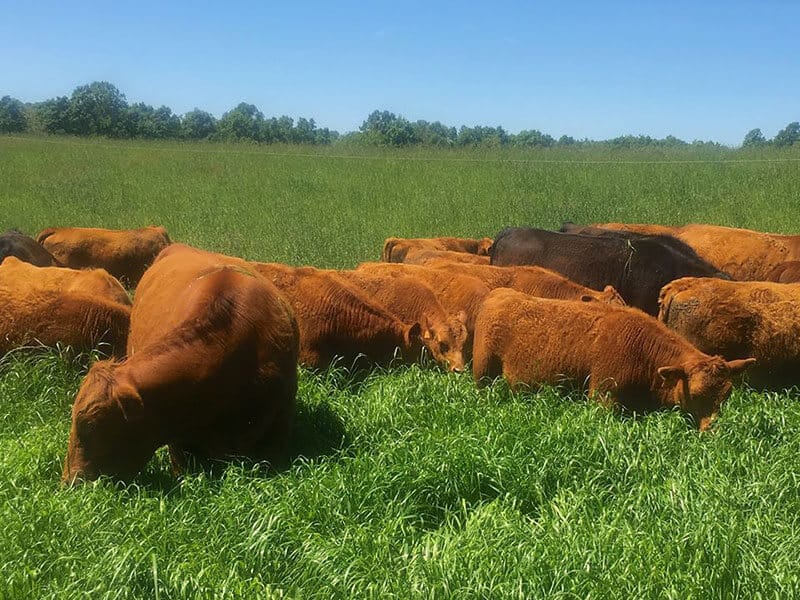 Dayspring Farm & Pig Mountain Cows in Field