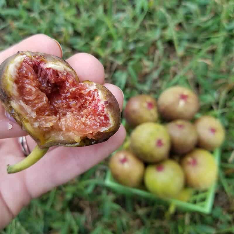 Feathers and Fruit heart shaped fig