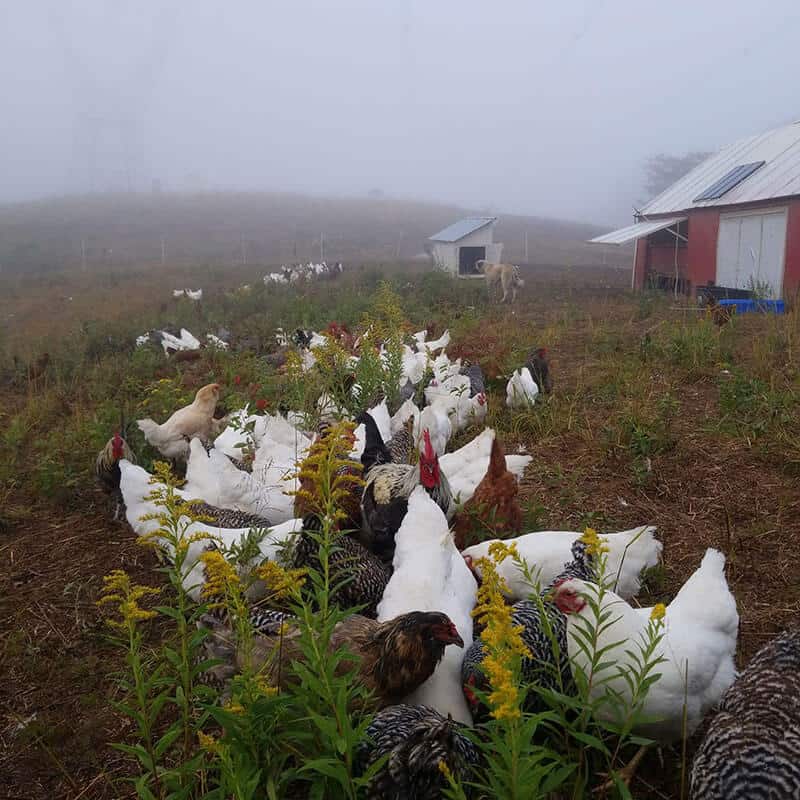 Feathers and Fruit hens eating breakfast on a foggy morning
