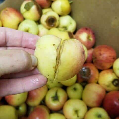 A heart-shaped Wheelers “ugly” apple. Photo by  Feathers & Fruit .