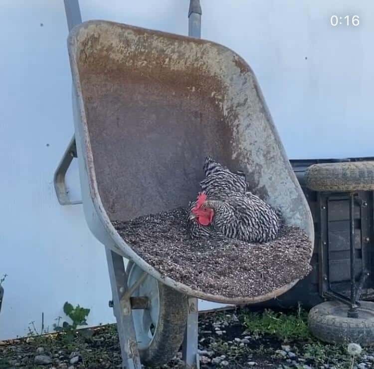 land-to-table-chicken-in-wheelbarrow Land to Table chicken laying in a wheelbarrow