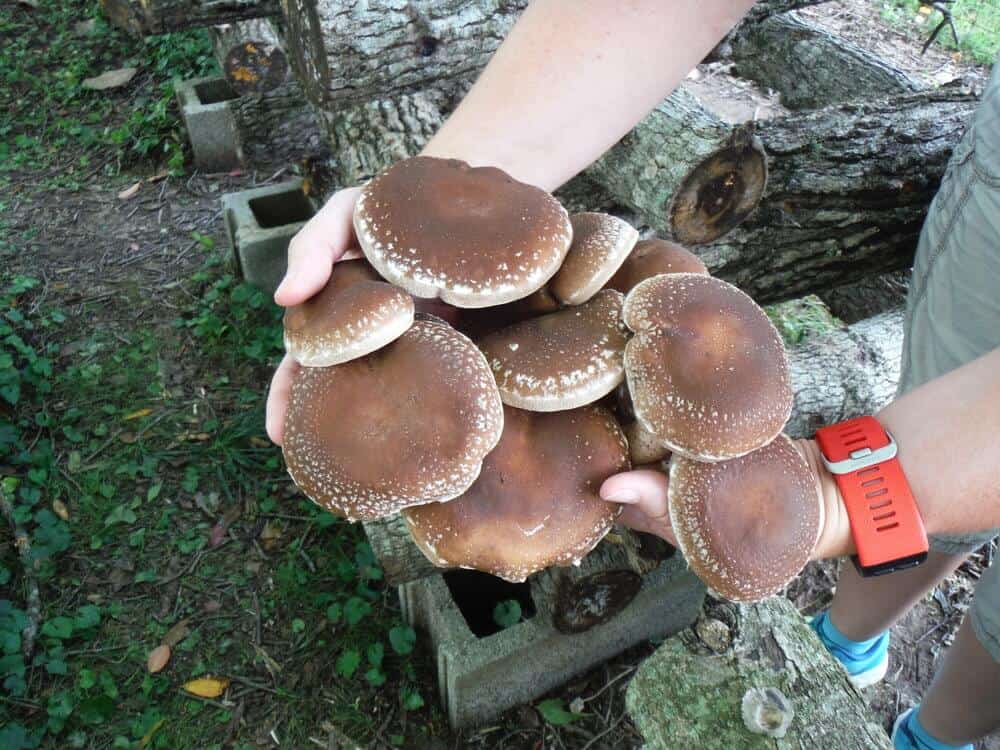 Log-grown shiitakes