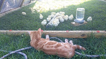 Hoe Hop Valley Farm kitten watching chicks