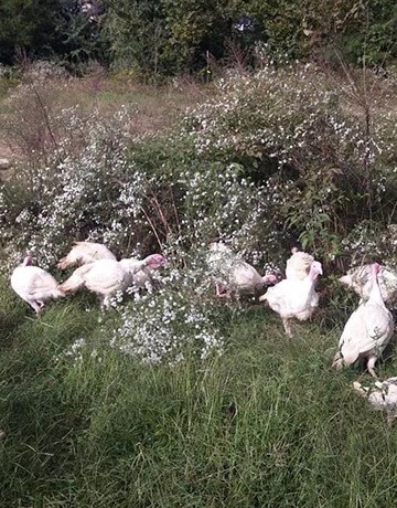 Hoe Hop Valley Farm turkeys in a field