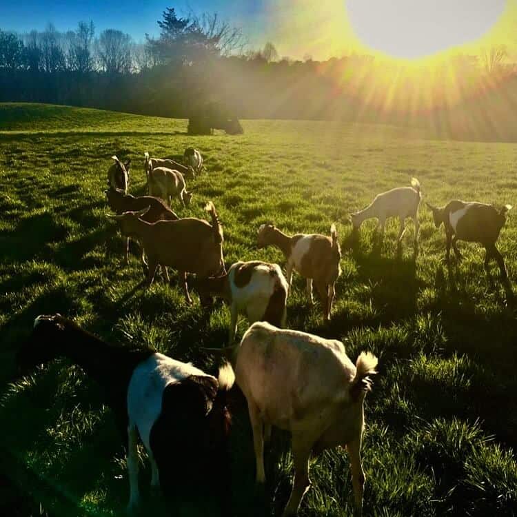 Ocoee Creamery cows in a field with sunlight