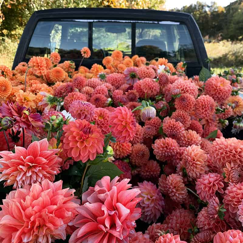 Southerly Flower Farm flowers in a truck bed