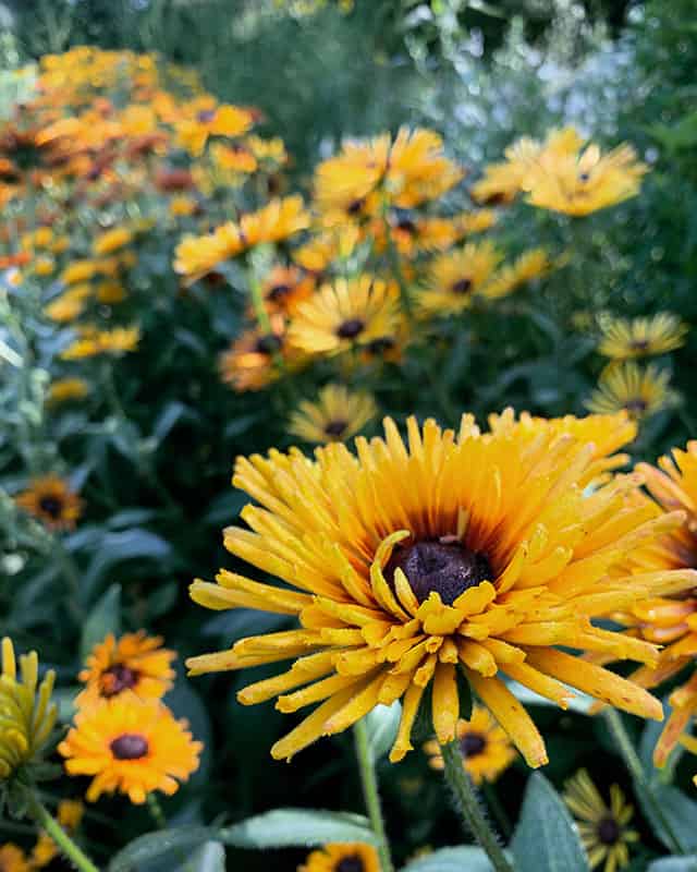 southerly-flower-farm-yellow-blooms Southerly Flower Farm yellow blooms