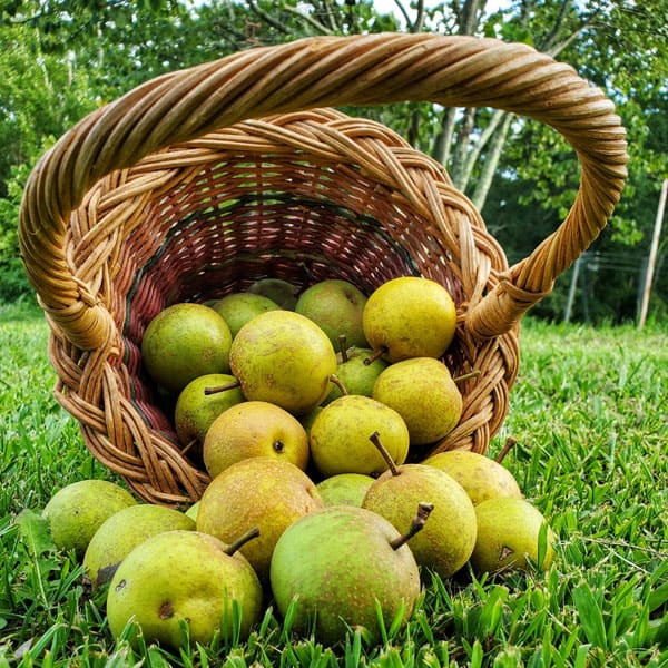 bird-fork-farm-apples Bird Fork Farm basket of apples