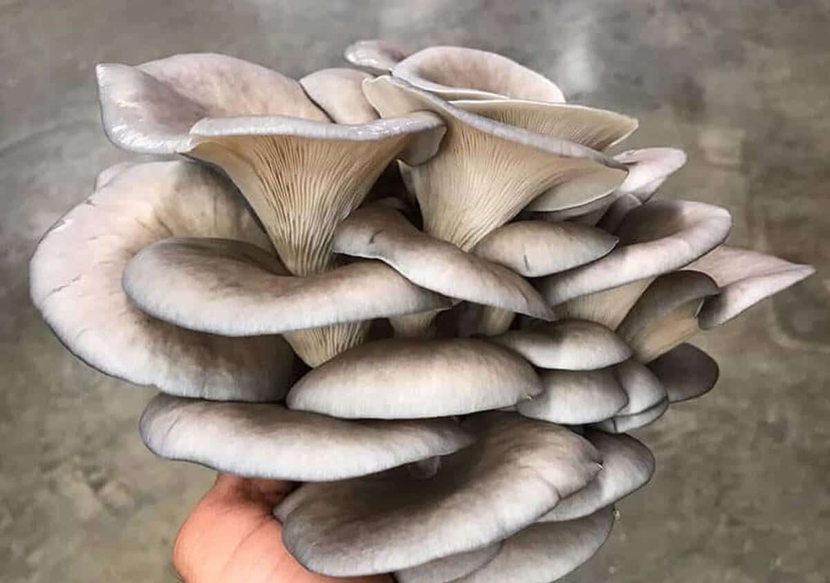 Midway All The Way blue oyster mushrooms