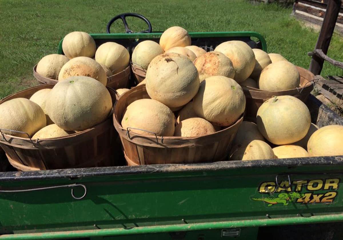 Ripe cantaloupes in the back of a farm truck