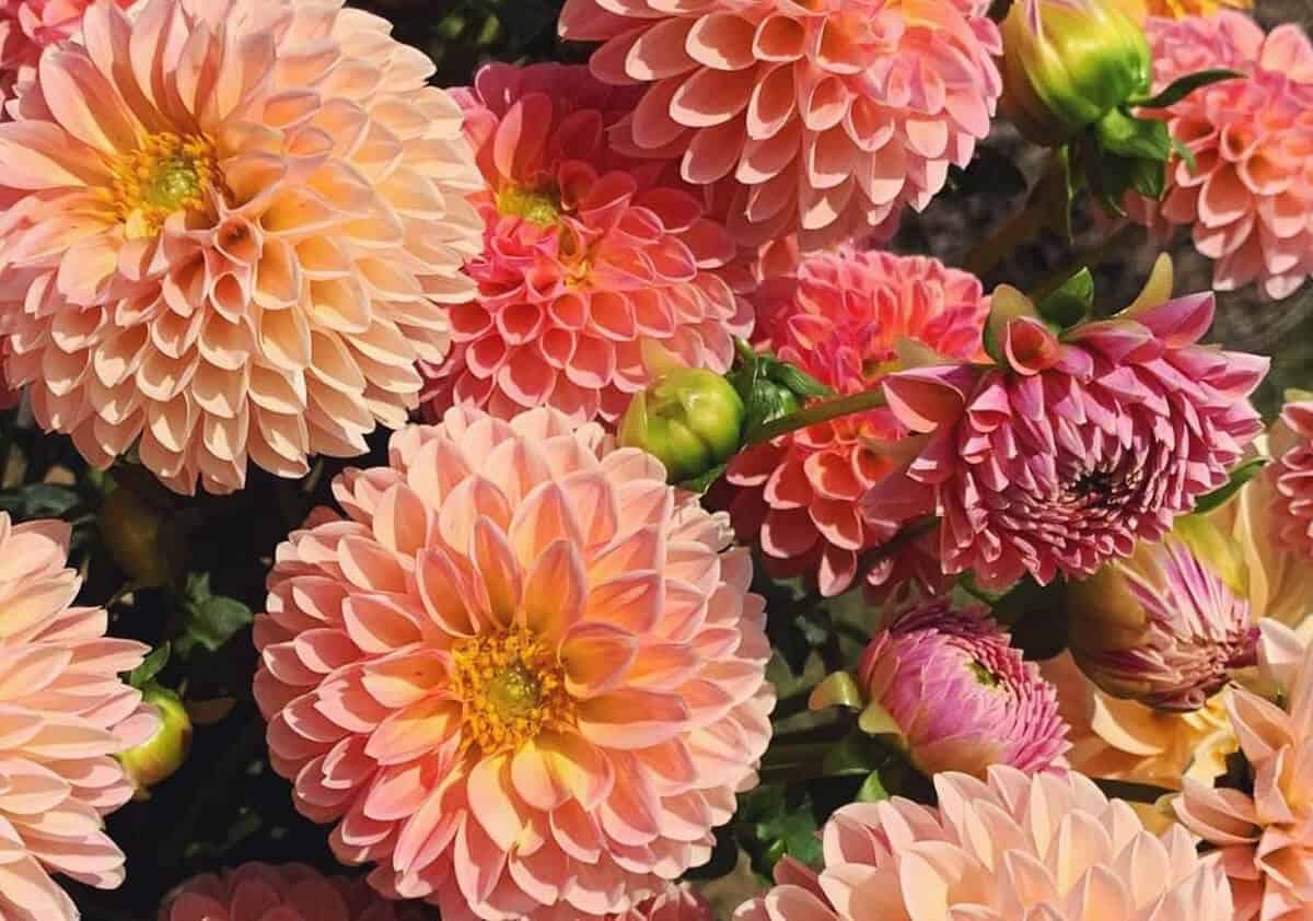 Colorful grouping of dahlias