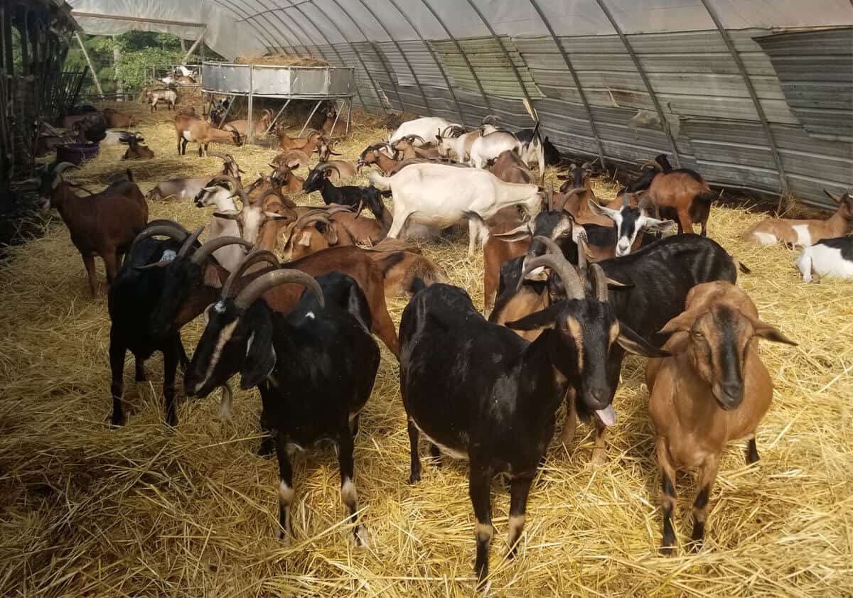 Goats in a herd waiting to be milked