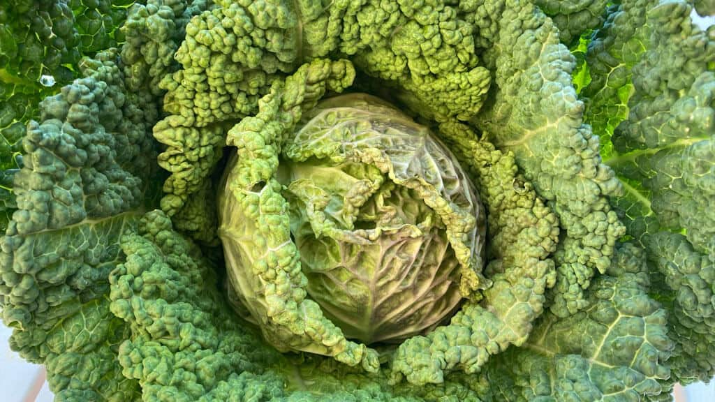 colcannon-cabbage Colcannon cabbage