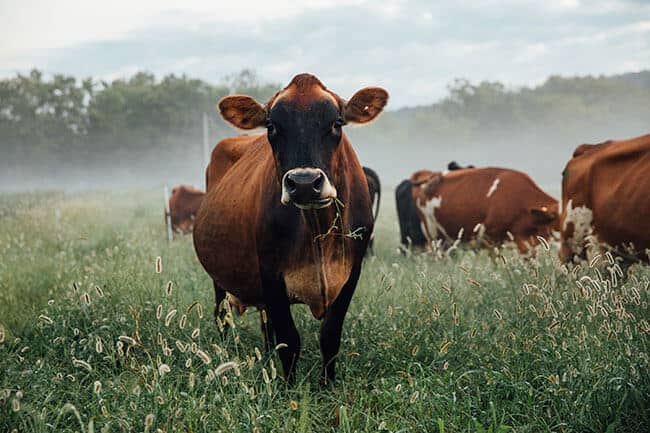hobo-cheese-co-cows Hobo Cheese Co. cows