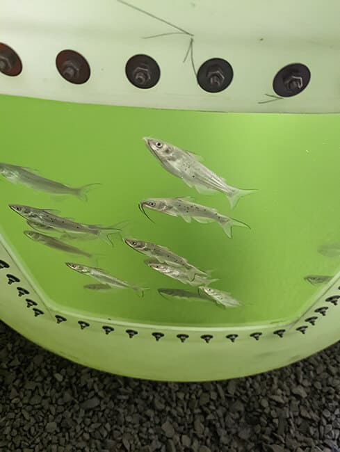 our-roots-fish Fish in a container