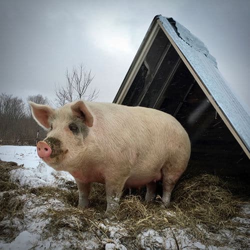 pig-mountain-winter Belle Chocolates Packaging