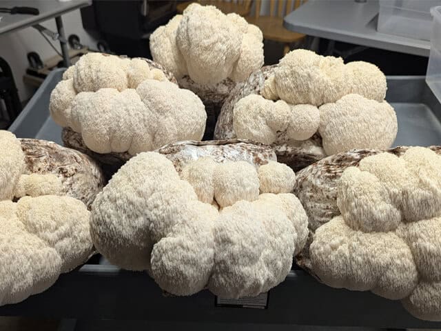 River's Ridge Farms lion's mane mushrooms