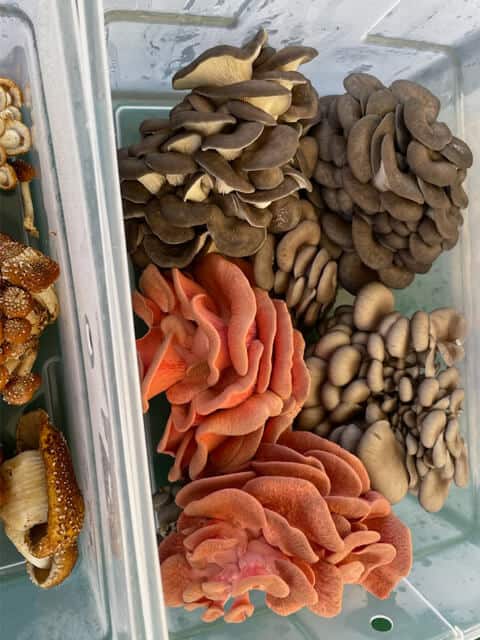 River's Ridge Farms mushrooms in bin