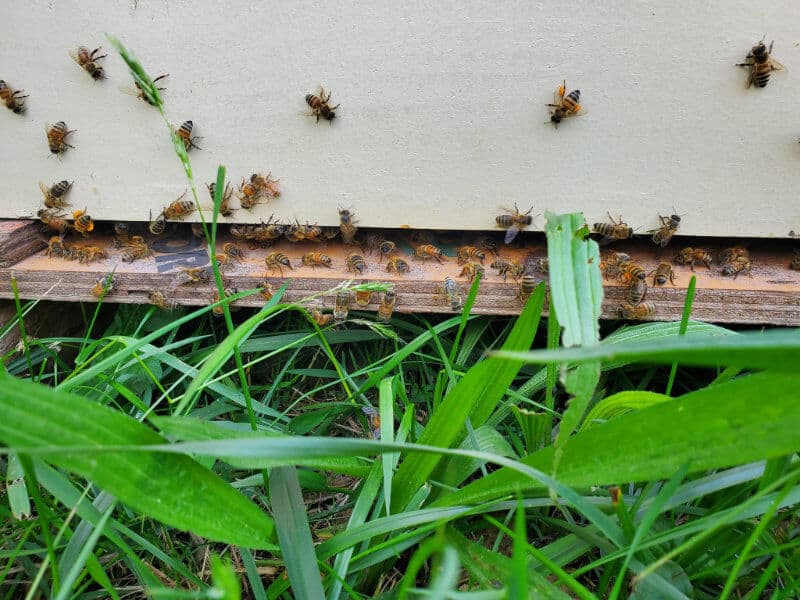 Good Measure Farm bees in the hive