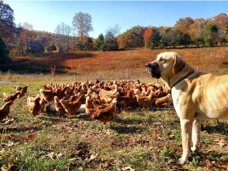 Good Measure Farm dog guarding chickens