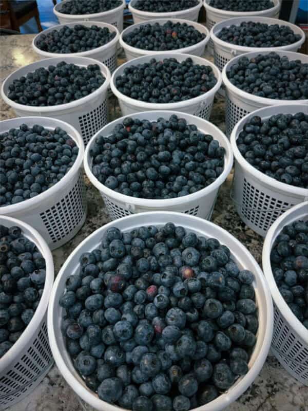 Stone Creek Farm berries in baskets