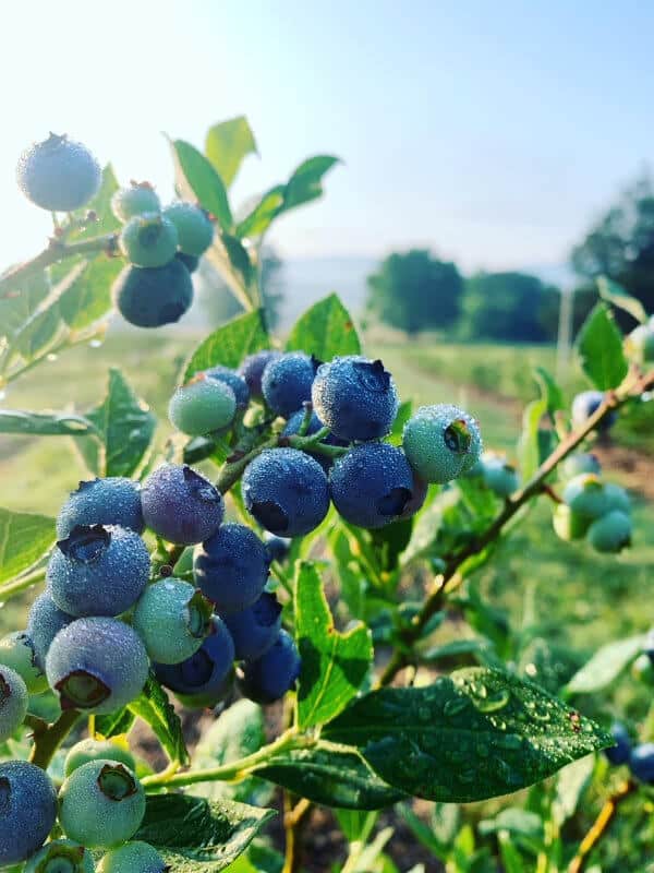 Stone Creek Farm bluberries with morning dew