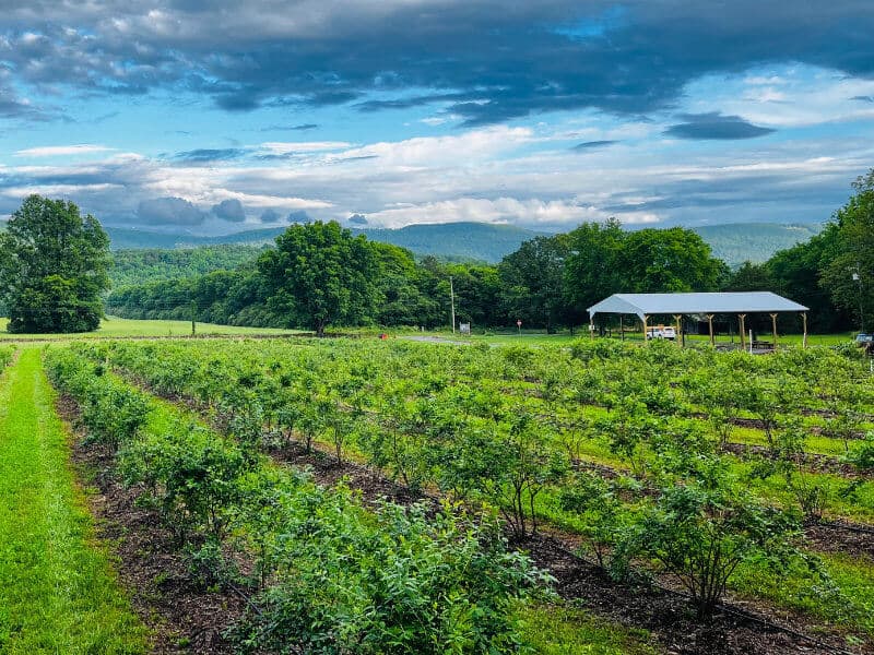 Stone Creek Farm blueberry fields